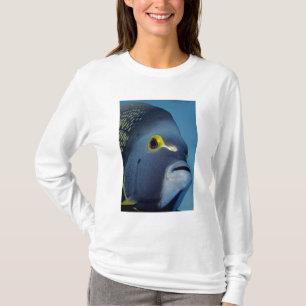 Camiseta Ilhas Cayman, Peixe-anjo-francês Pomacanthus
