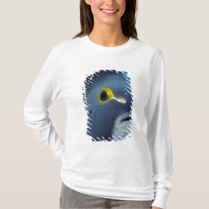 Camiseta Ilhas Cayman, Peixe-anjo-francês Pomacanthus