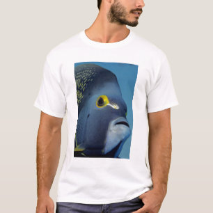 Camiseta Ilhas Cayman, Peixe-anjo-francês Pomacanthus
