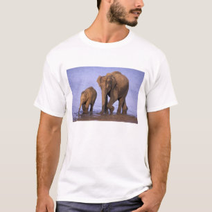 Camiseta Índia, Parque Nacional Nagarhole. Elefante asiátic