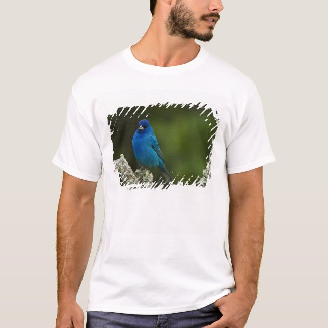 Camiseta Indigo Bunting, Passerina cyanea, Costeira (Frente)