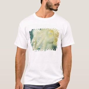 Camiseta Indonésia, Província de Sulawesi do Sul, Wakatobi