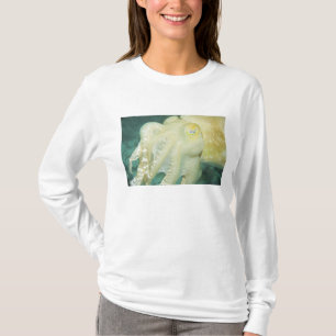 Camiseta Indonésia, Província de Sulawesi do Sul, Wakatobi