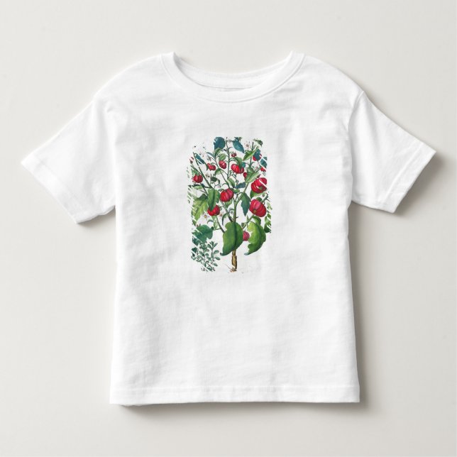 Camiseta Infantil 1.Solanum Pomiferum; 2.Amaracus vulgar, do (Frente)