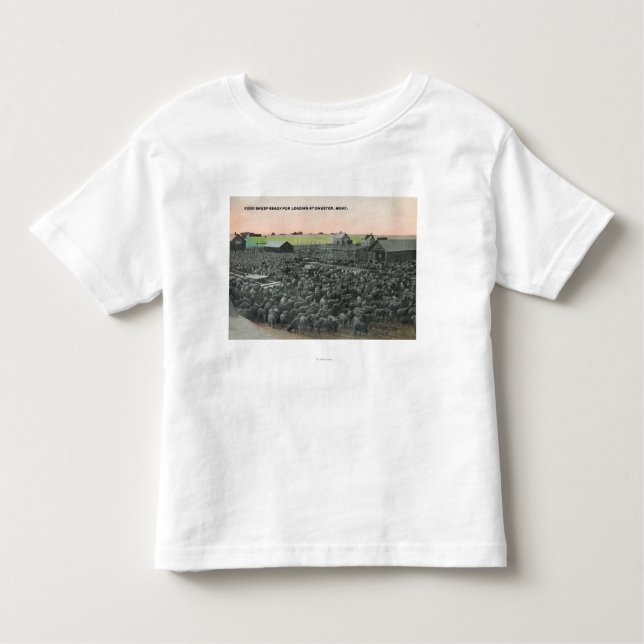 Camiseta Infantil 5000 carneiros prontos para ShippingChester, TA (Frente)