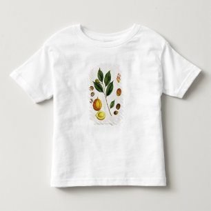 Camiseta Infantil A noz-moscada, chapeia 353 "de um erval curioso",