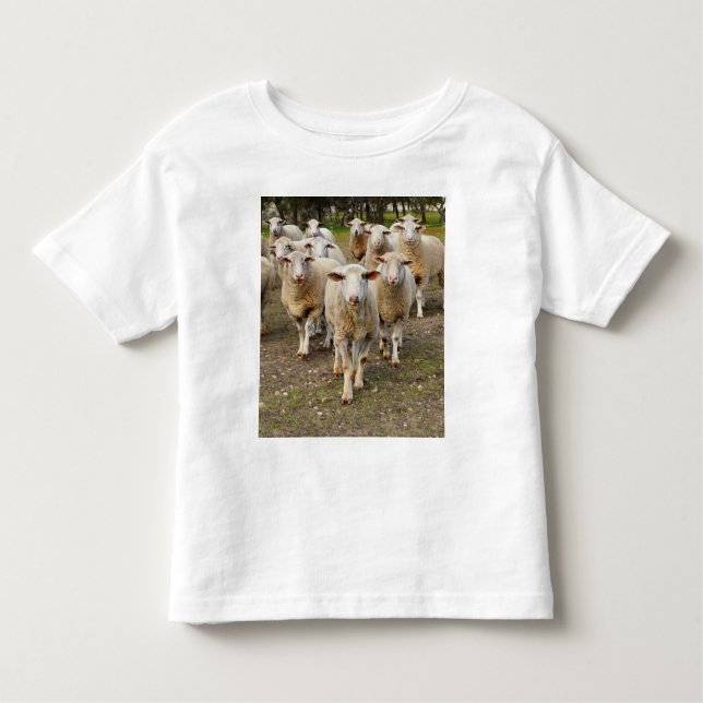 Camiseta Infantil A Ovelha Vem Marchando Em Hurrah. (Frente)