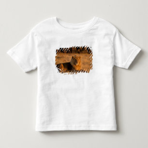 Camiseta Infantil África, Botsuana, Delta do Okavango. Leão (Panther