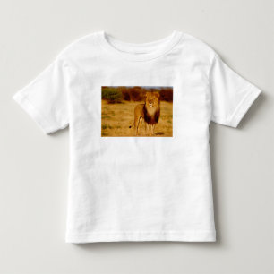 Camiseta Infantil África, Namíbia, Okonjima. Leão solitário