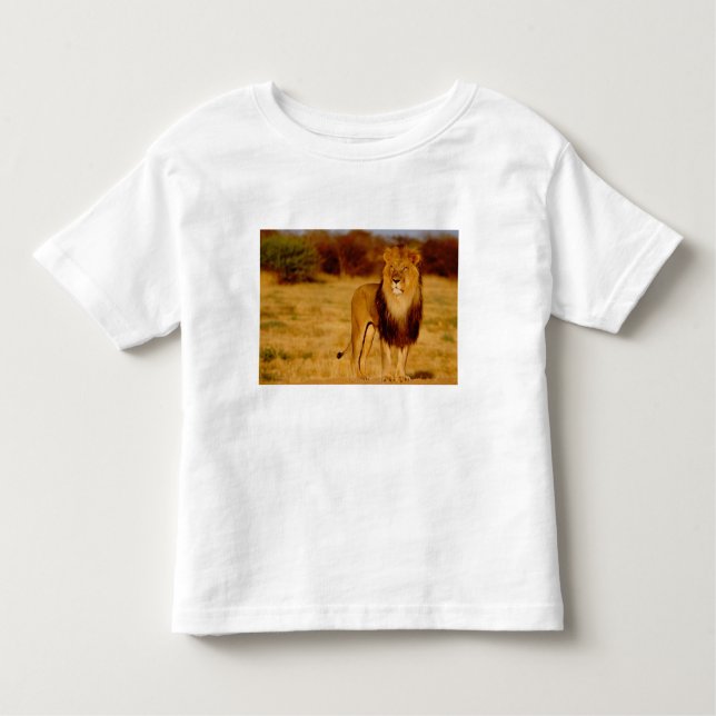 Camiseta Infantil África, Namíbia, Okonjima. Leão solitário (Frente)
