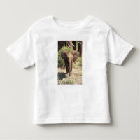 África, Quênia, Parque Nacional de Amboseli. Afric