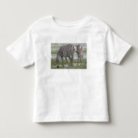 África. Tanzânia. Mãe e cria de zebra
