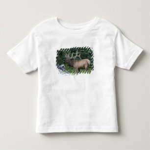 Camiseta Infantil Alce bugling no Parque Nacional Banff, Canadá.