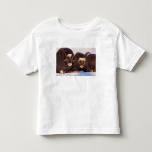 Camiseta Infantil América do Norte, EUA, Alasca, Círculo Polar Ártic