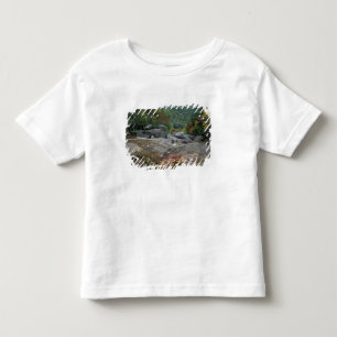 Camiseta Infantil América do Norte, EUA, NH, Folhagem de outono em N