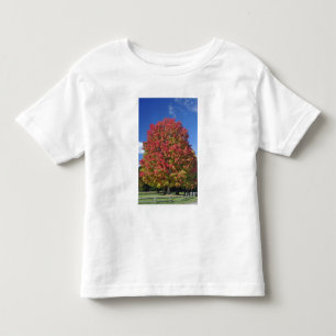 Camiseta Infantil Árvore de bordo vermelho em cores de outono, perto