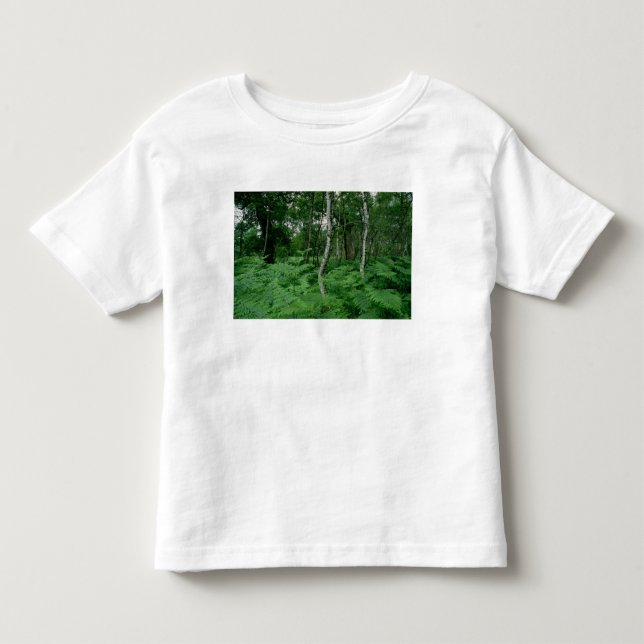 Camiseta Infantil Árvores de vidoeiro de prata e samambaias, (Frente)