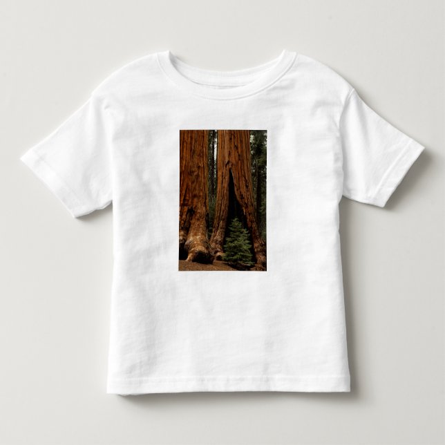 Camiseta Infantil Árvores Redwood, Parque Nacional Sequoia. (Frente)