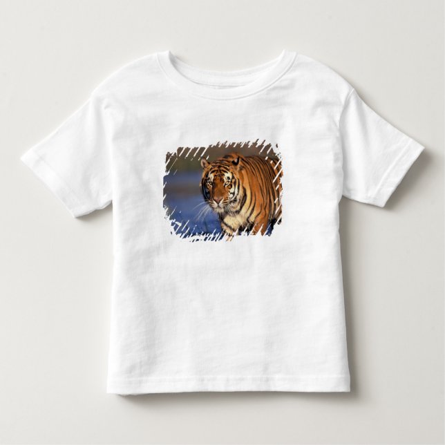 Camiseta Infantil ÁSIA, Índia, Tigre Bengala Panthera tigris) (Frente)