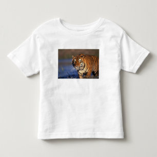 Camiseta Infantil ÁSIA, Índia, Tigre-de-bengala (Panthera tigris)