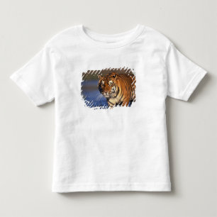 Camiseta Infantil ÁSIA, Índia, Tigre-de-bengala (Panthera tigris)