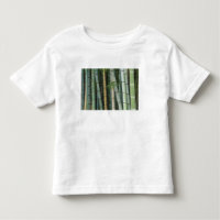Ásia, Japão, Kyoto, Arashiyama, Sagano, Bambu