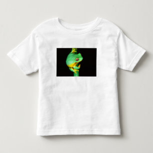 Camiseta Infantil Australian Red Eye Treefrog, Litoria chloris,