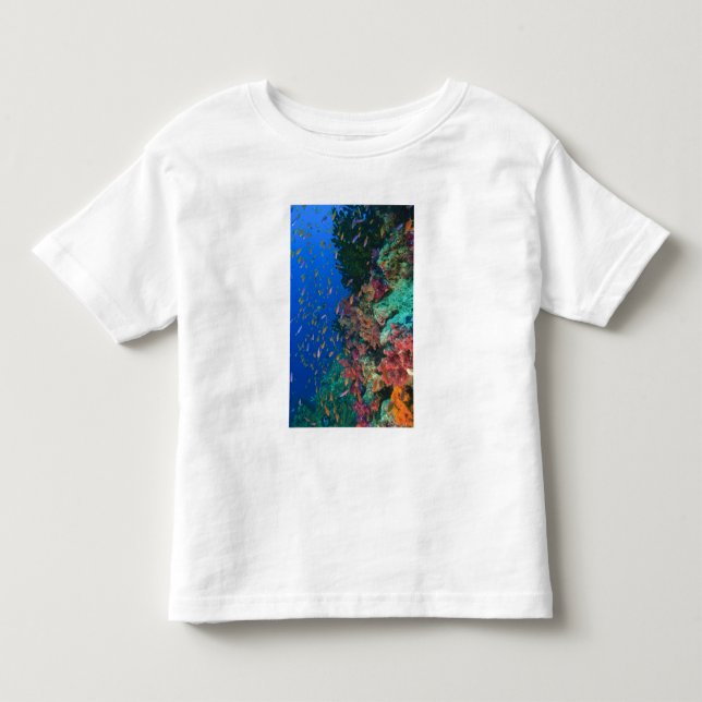 Camiseta Infantil Bassetes-Fadas Escolares (Pseudanthias (Frente)