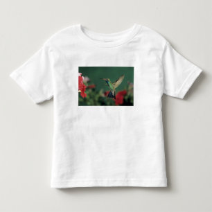 Camiseta Infantil Beija-flor-de-bico-largo, Cynanthus