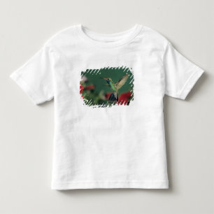 Camiseta Infantil Beija-flor-de-bico-largo, Cynanthus