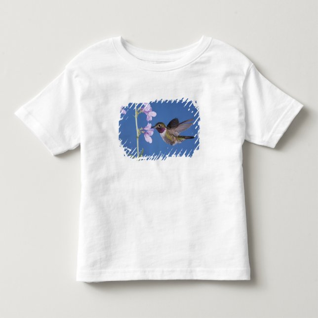 Camiseta Infantil Beija-flor-de-cauda-larga, Selasphorus (Frente)