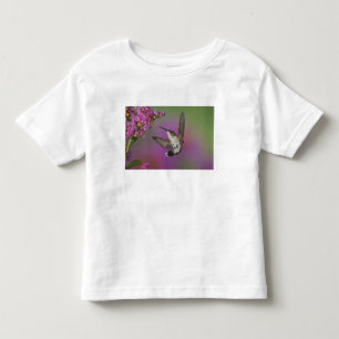Camiseta Infantil Beija-flor-macho-jovem de garganta rubi
