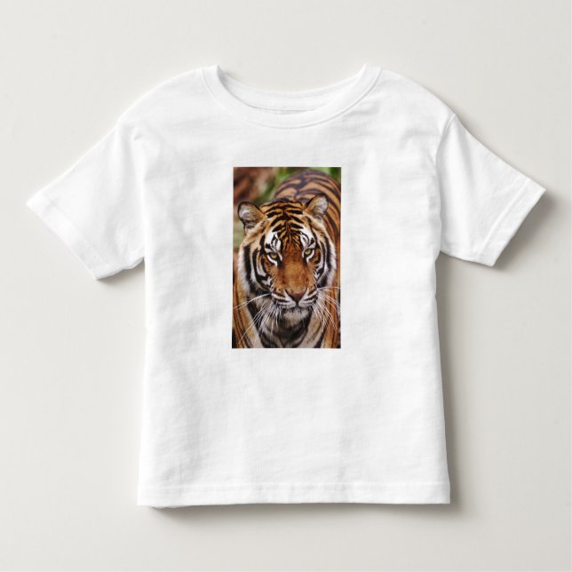 Camiseta Infantil Bengal Tiger, Panthera tigris (Frente)