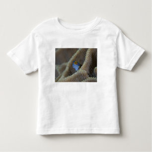 Camiseta Infantil Blenny fish Blenniidae), a cutucar a cabeça
