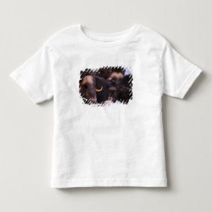 Camiseta Infantil boi-almiscarado, Ovibos moschatus, vaca com recém-