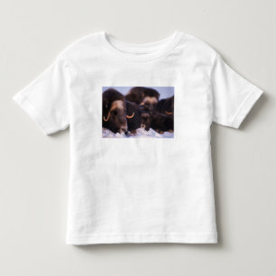 Camiseta Infantil boi-almiscarado, Ovibos moschatus, vaca com recém-