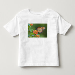 Camiseta Infantil Borboleta Soldier (Danaus eresimus) se alimentando
