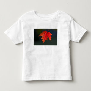 Camiseta Infantil Bordo Acer rubrum) folha vermelha no outono,