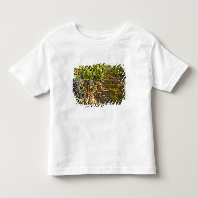 Camiseta Infantil Cabernet Sauvignon vine em fileira (Frente)