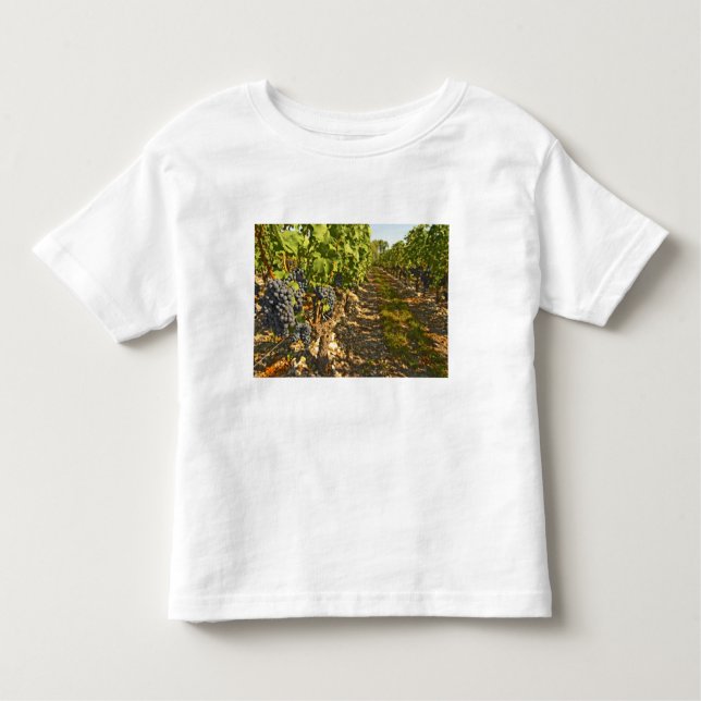Camiseta Infantil Cabernet Sauvignon vine em fileira (Frente)