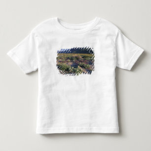 Camiseta Infantil Califórnia, Anza-Borrego Desert SP, Areia