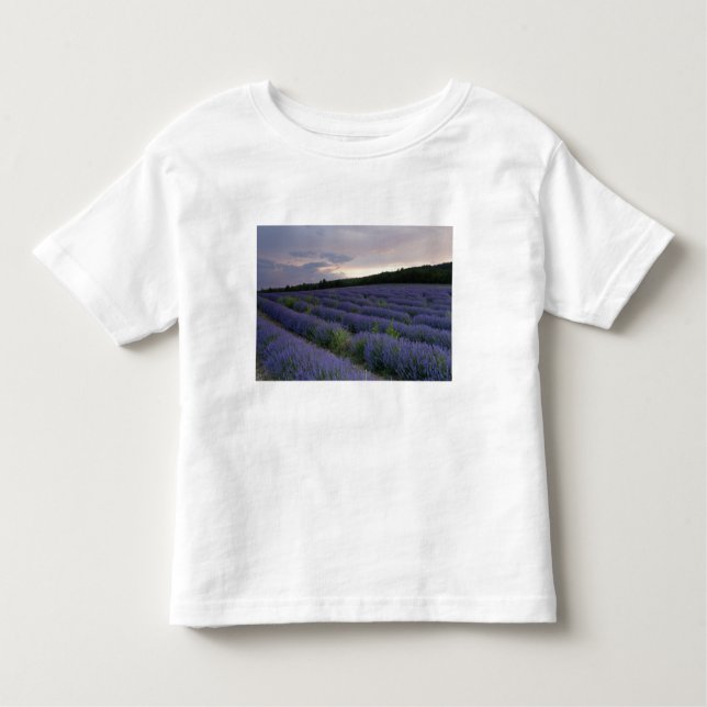 Camiseta Infantil Campo da lavanda no por do sol (Frente)