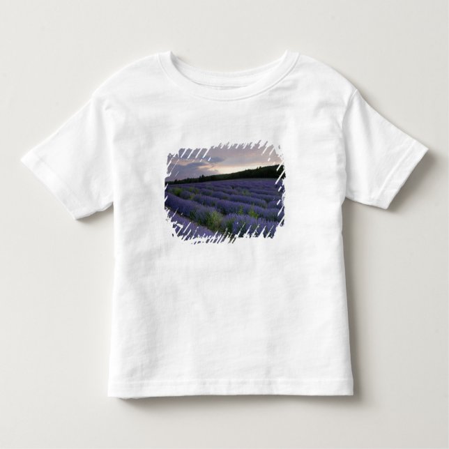Camiseta Infantil Campo da lavanda no por do sol (Frente)