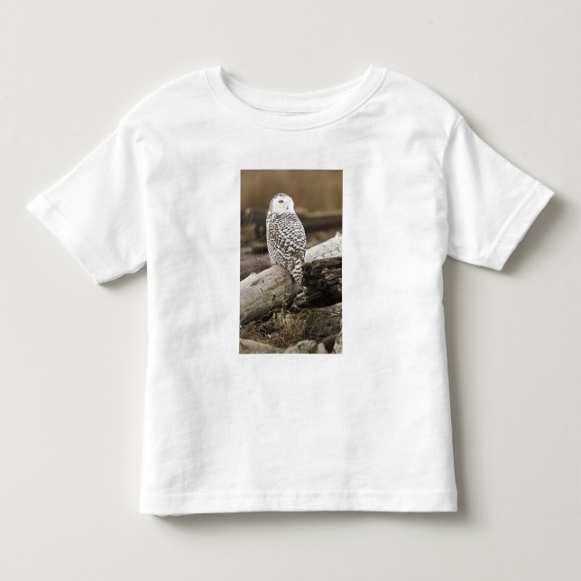 Camiseta Infantil Canadá, Baía Boundary, Coruja da Neve (Frente)