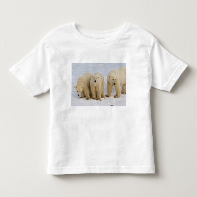 Camiseta Infantil Canadá, Baía de Hudson. Mãe de urso polar com dois (Frente)
