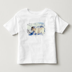 Camiseta Infantil carneiro de Dall, Ovis dalli, carneiro macho de co