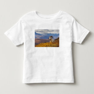 Camiseta Infantil carneiro Ovis dalli