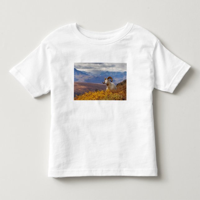 Camiseta Infantil carneiro Ovis dalli (Frente)
