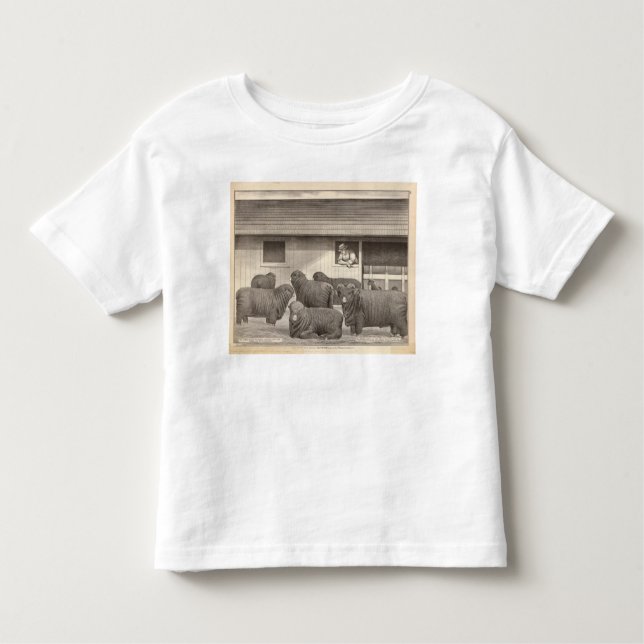Camiseta Infantil Carneiros de merino franceses (Frente)