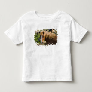 Camiseta Infantil Cavalos islandeses no nordeste da Islândia.